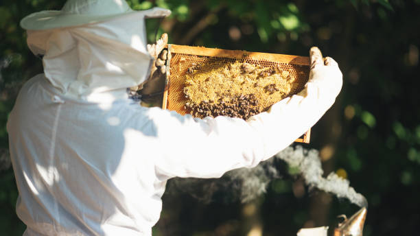istock Young beekeeper  taking care of bee hives 1279836660