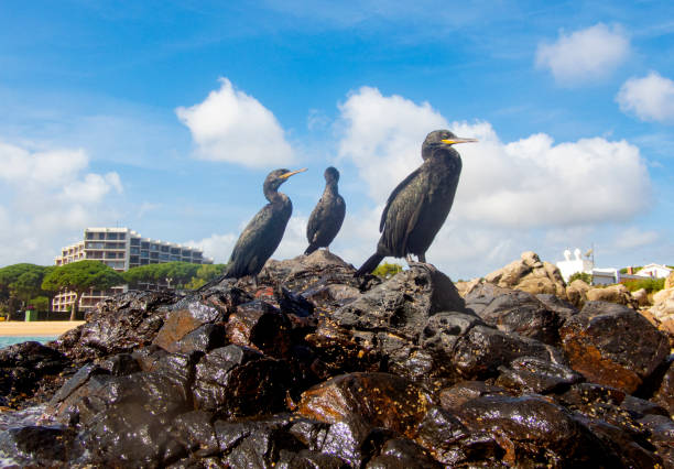 istock Phalacrocorax carbo,  in Costa Brava - Girona 1279837455