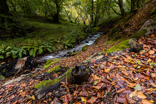 A small stream running through a forest with autumn leaves on the ground