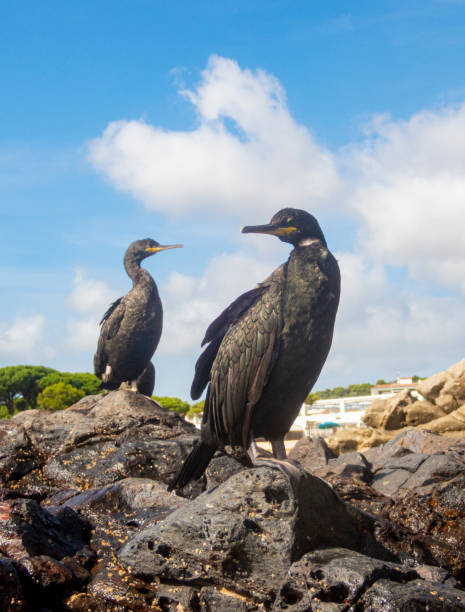 istock Phalacrocorax carbo,  in Costa Brava - Girona 1279837511