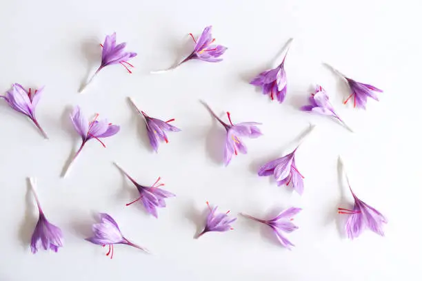 Photo of Crocus sativus, commonly known as saffron crocus on a white background. It is among the world's most costly spices by weight. In October, the saffron is usually perfect for harvesting.