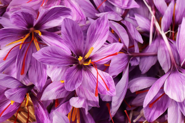 crocus sativus, comúnmente conocido como azafrán, o azafrán de otoño. los estigmas carmesí llamados hilos, se recogen para ser como una especia. es una de las especias más costosas del mundo en peso. - crocus fotografías e imágenes de stock