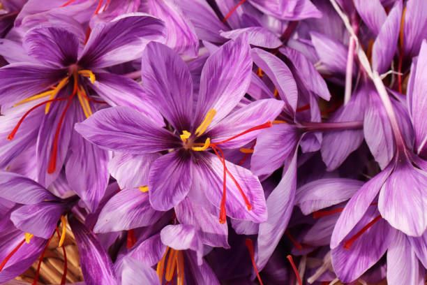crocus sativus, commonly known as saffron crocus, or autumn crocus. the crimson stigmas called threads, are collected to be as a spice. it is among the world's most costly spices by weight. - crocus nature purple green imagens e fotografias de stock