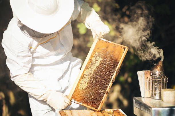 istock Young beekeeper  taking care of bee hives 1279839564