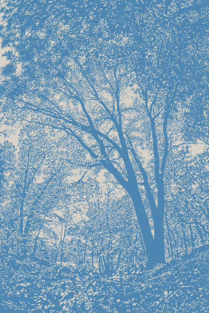 leśna ścieżka z jesiennymi liśćmi - poplar tree illustrations stock illustrations