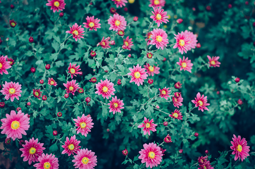 autumnal colorful chrysanthemum flowers background