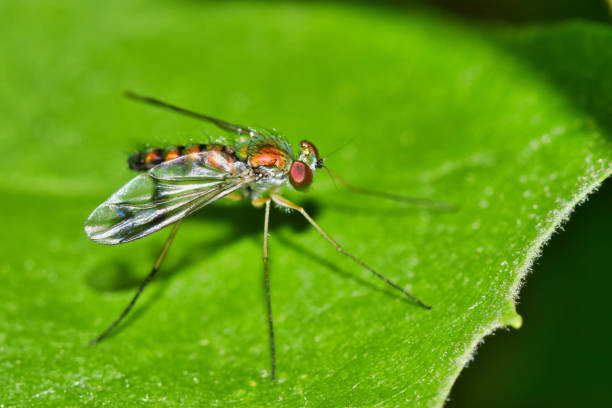 istock Long Legged fly resting on a green leaf in Houston, TX. 1279841330