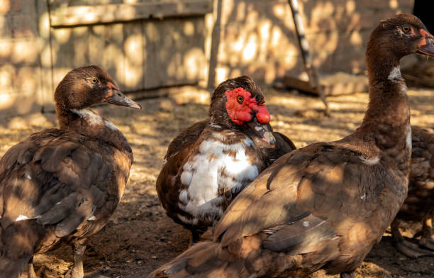istock Muscovy ducks are found in a traditional rural barn. Free-range poultry concept. 1279841467