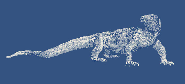 White vintage engraved stencil art of Komodo dragon vector illustration isolated on deep blue background