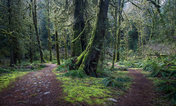istock Goldstream Provincial Park Victoria BC 1279843614