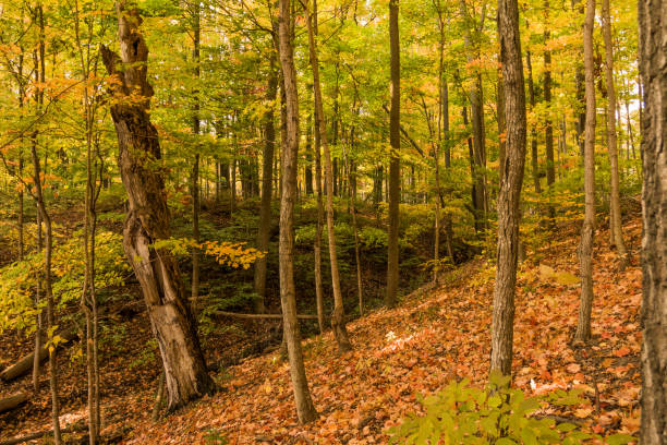 istock a valley in a lush autumn woods 1279843913