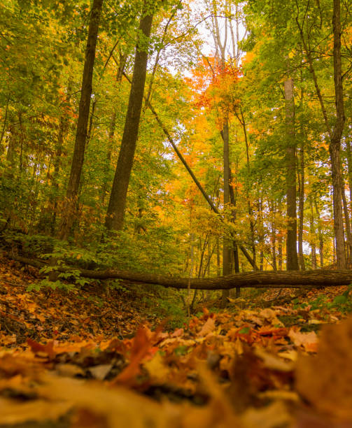 istock a fallen tree in a small valley in the woods 1279844128