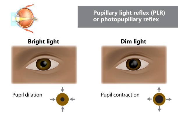 Pupillary light reflex PLR or photopupillary reflex. How do pupils change in size with dim and bright light Pupillary light reflex PLR or photopupillary reflex. How do pupils change in size with dim and bright light. Function of Iris and Pupil dilation stock illustrations