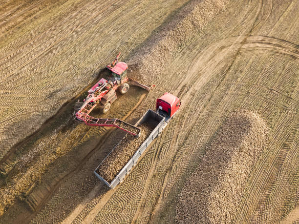 vue de drone d’un tracteur qui charge des betteraves de sucre dans un camion au milieu d’un champ. travail agricole. récolte de betteraves à sucre - beet sugar tractor field photos et images de collection
