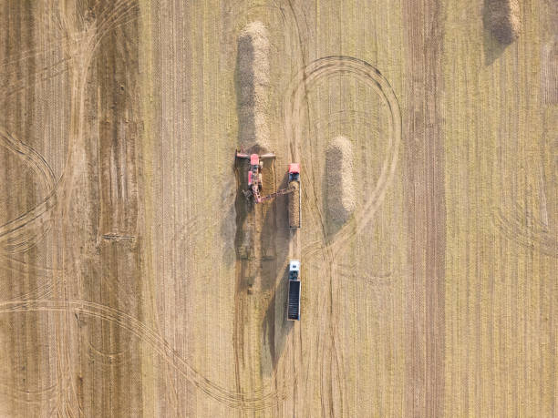 vista drone di un trattore, una mietitrebbia che carica barbabietole da zucchero in un camion nel mezzo di un campo, vista dall'alto. lavoro agricolo. raccolta della barbabietola da zucchero - beet sugar tractor field foto e immagini stock