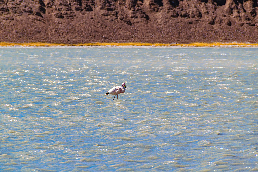 Beautiful flamingo hunting at lake, brava lagoon reserve, la rioja province, argentina