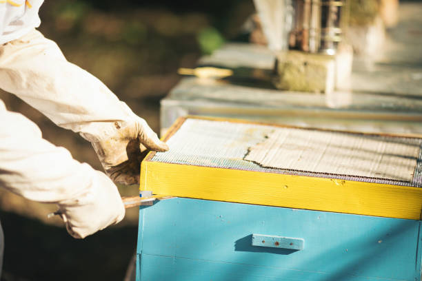 istock Young beekeeper  taking care of bee hives 1279846387