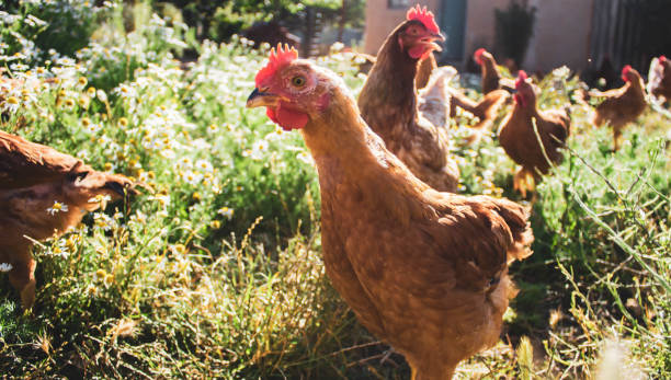 wiele brązowych kurcząt w domowym kojcu - chicken domestic animals bird poultry zdjęcia i obrazy z banku zdjęć