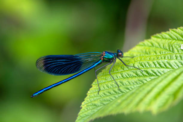 istock Calopteryx virgo , Beautiful Damselfly , Calopterygidae . 1279848224