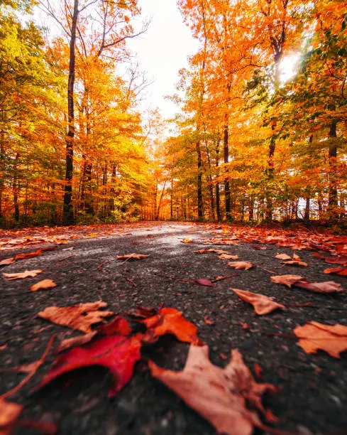 Photo of autumnal country road