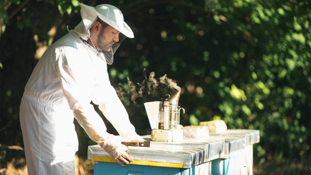 istock Young beekeeper  taking care of bee hives 1279848485