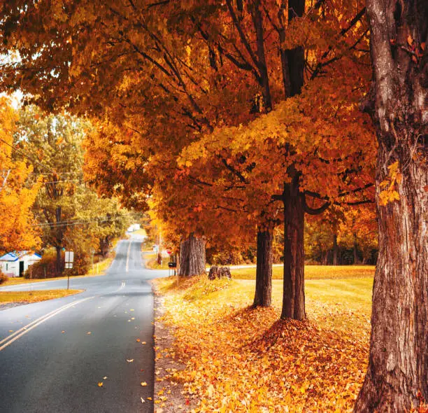 Photo of autumnal country road