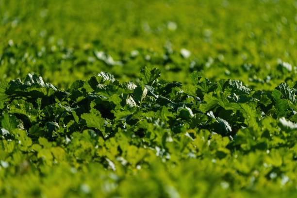 istock Agriculture crop in a field in England 1279849554