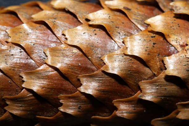 istock close up of pine cone in macro 1279849744