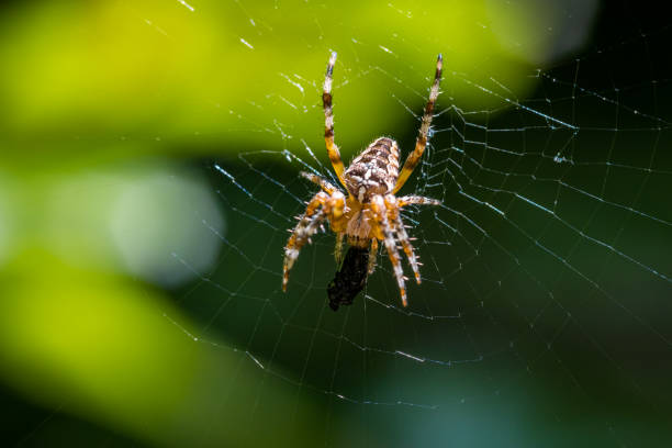 istock European garden spider (Araneus diadematus) eating in the spider web 1279849815