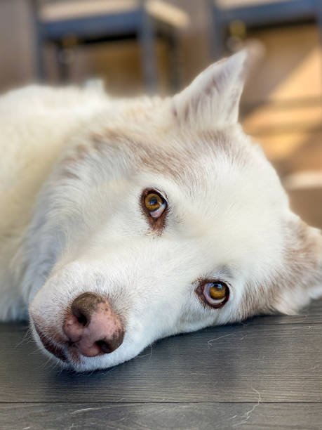 istock Cute white husky dog 1279851197