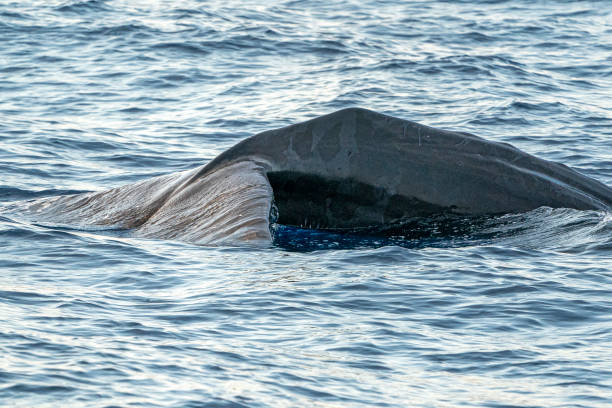 istock Sperm Whale at sunset in mediterranean Sea 1279851219