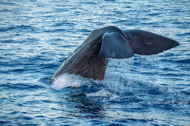 istock Sperm Whale at sunset in mediterranean Sea 1279851777