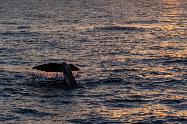 istock Sperm Whale at sunset in mediterranean Sea 1279851901