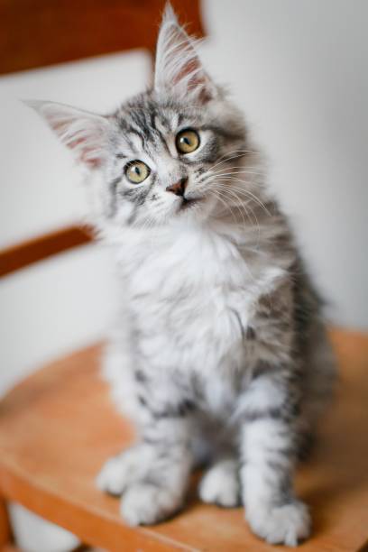 Kitten maine coon stock photo