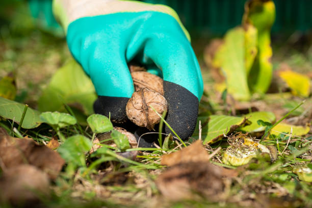 istock Man collecting ripe walnuts in the crate closeup 1279852525