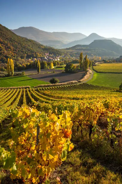 Vineyards, winery and grape vines in the Hautes-Alpes with the village of Valserres in Autumn. Avance Valley, European Alps, France