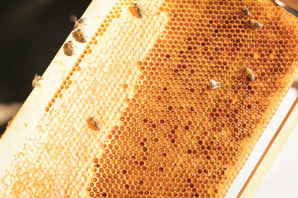 Young beekeeper  taking care of bee hives. Shallow DOF. Developed from RAW; retouched with special care and attention; Small amount of grain added for best final impression. 16 bit Adobe RGB color profile.