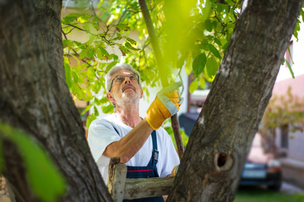 istock Senior man beating walnuts with a stick the high fruits 1279853349