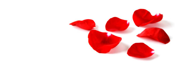 istock Several Red Rose petals Isolated on white background 1279853695