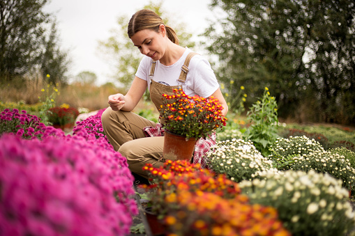 A young woman works on a flower plantation