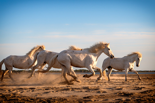 28 / 04/2019 : White horses are walking in the sand all over the landskape  of Camargue, south of France