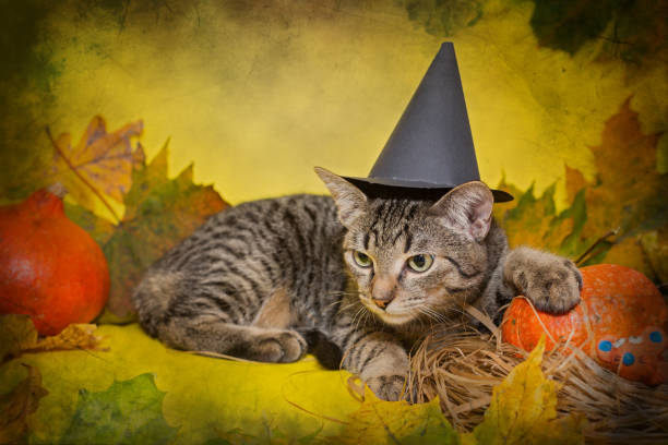 istock Small gray kitten in a black hat 1279855287