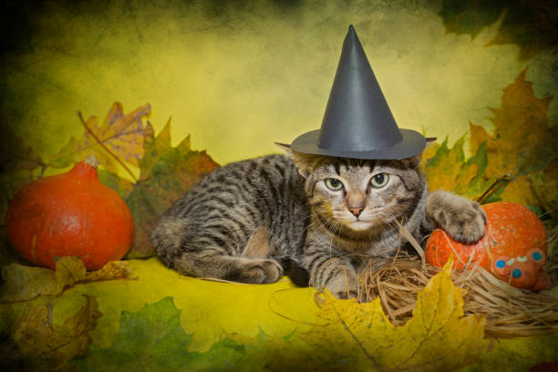 istock Small gray kitten in a black hat 1279855390
