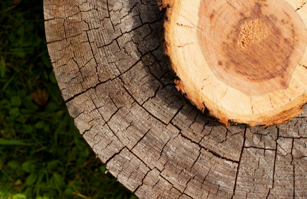 istock tree stump wooden texture surface close up 1279856163