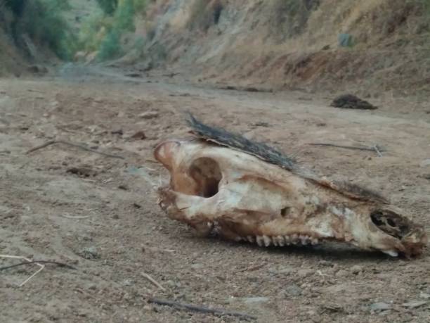 istock Horse skull 1279857240