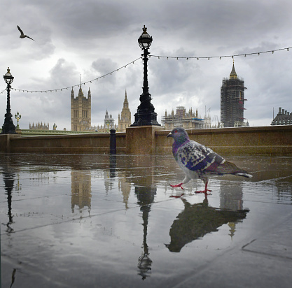A  London pigeon walks through reflections on a typical British rainy day on the embankment with views of Westminster and Houses of Parliament.