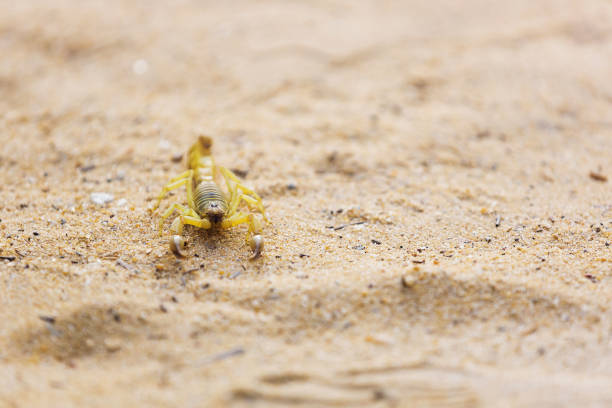 Yellow Deathstalker scorpion close up. Scorpion with a curled tail in the sand. Wild arachnid in the desert. Dangerous poisonous animal