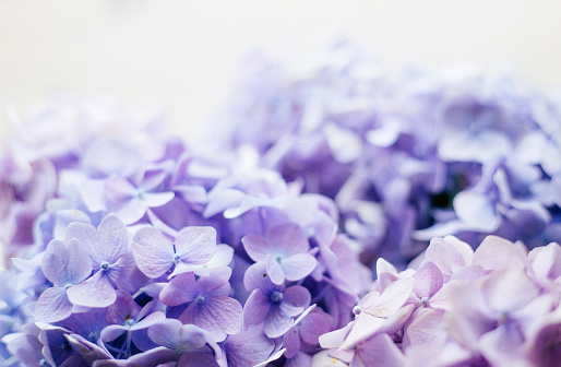 Purple hydrangea flower with solf light. Web banner, nature background. Flowering hortensia plant