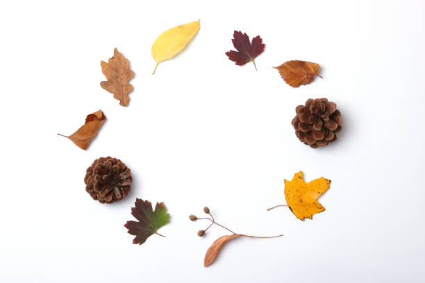 istock autumn composition and autumn leaves 1279858445
