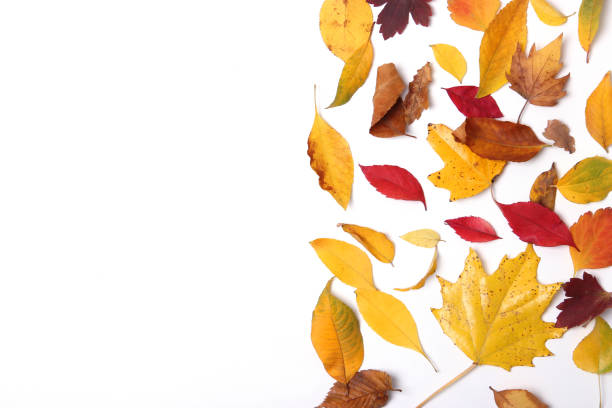 istock autumn composition and autumn leaves 1279858549